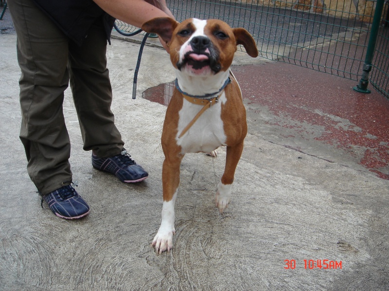 ACKAWA Superbe Amstaff - SPA DE GENNEVILLIERS Dsc03015