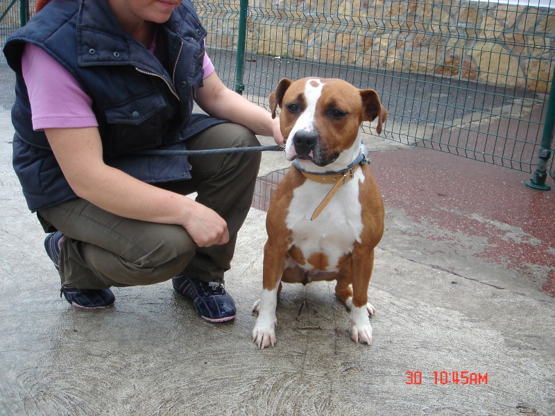 ACKAWA Superbe Amstaff - SPA DE GENNEVILLIERS Dsc03017