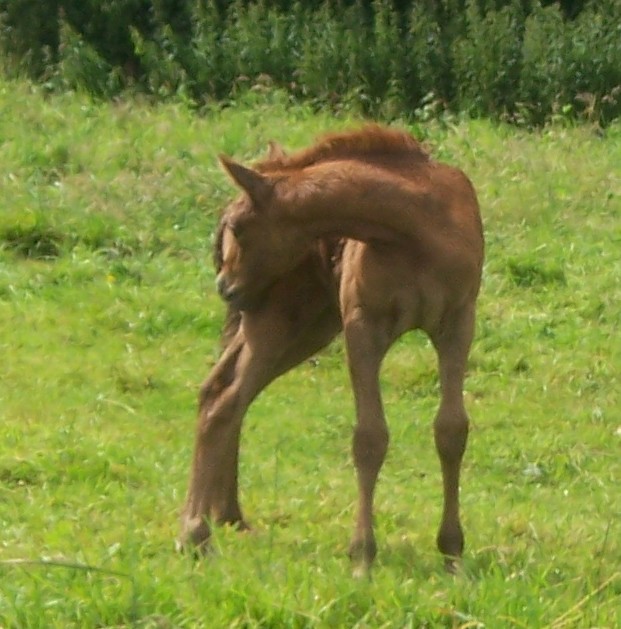 2007 Talya par Ofir al Hfifa et Iticia (haflinger) Talya210