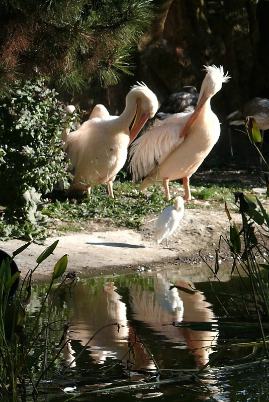 le parc de la tête d'or coté animaux Parc_a19