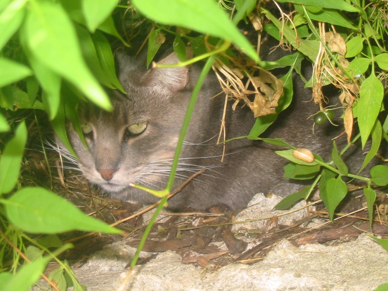 Accueil urgent pour 50 chats en danger Chacon27