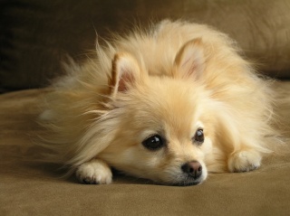 Forum sur ptitdog, animaux et discussion