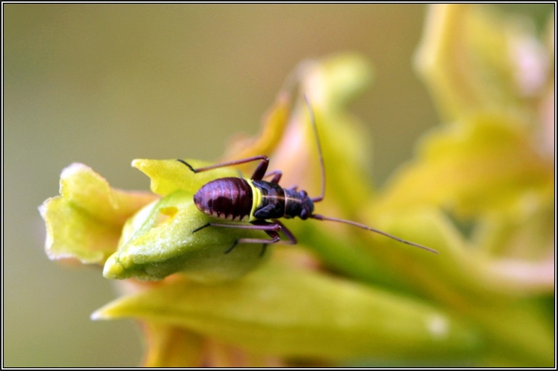 larve - Larve de punaise ? Insect10