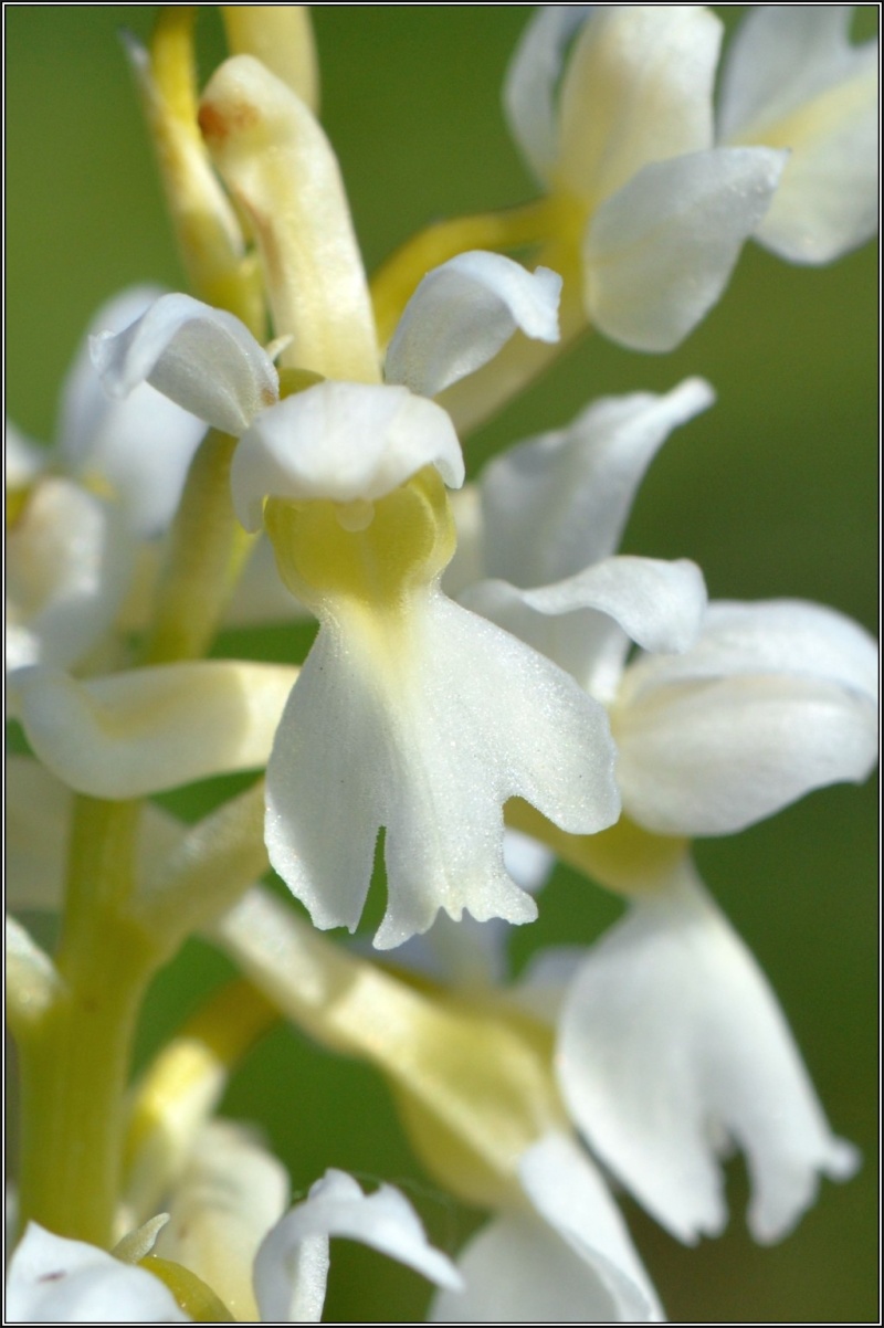 [Orchis mâle (Orchis mascula)] ID orchidée Orchis18