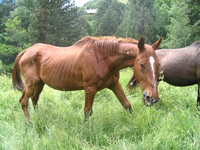 Sourire, le vieux cheval et sa copine Pitchoune Chevau10