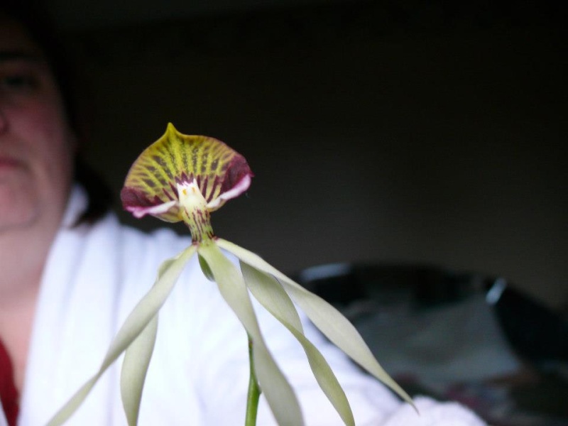 Prosthechea cochleata Orchid10
