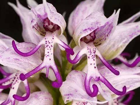 Orchis simia (j'aimerais bien l'avoir) Orchid13