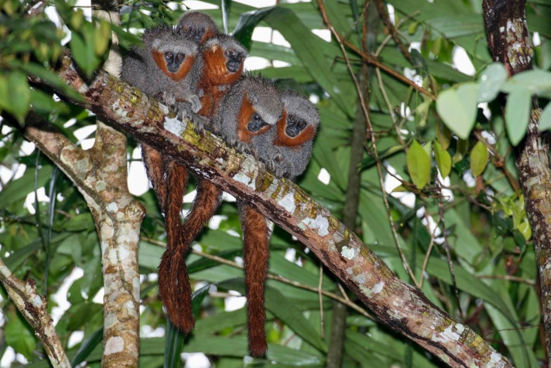 Une nouvelle espèce de singe découverte au Brésil Titi_m10