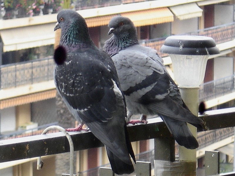 Pigeons sur le balcon - Page 6 Rip_be10