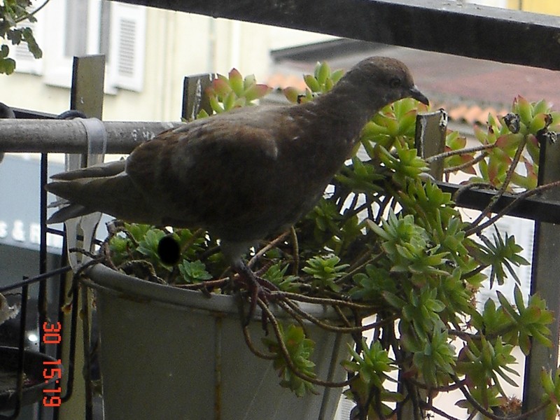 pigeons - Pigeons sur le balcon - Page 7 Rouqui10
