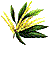 La Marjolaine, Origanum majorana Animfl12