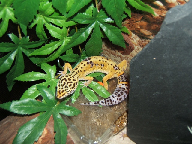 mes Geckos et mon pogo Flash010