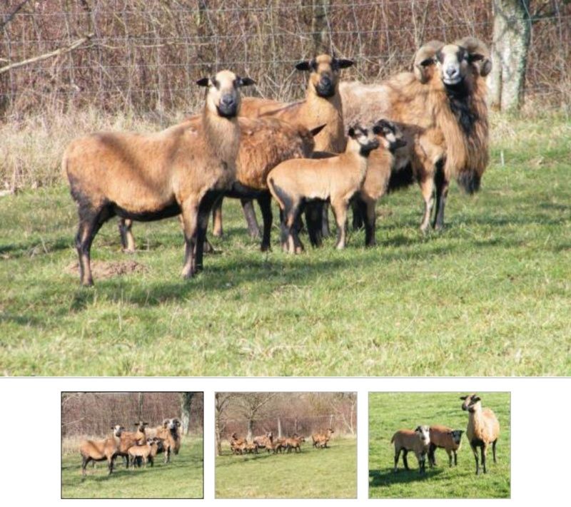 Cherche mouton du cameroun agneau (male)  Captur12