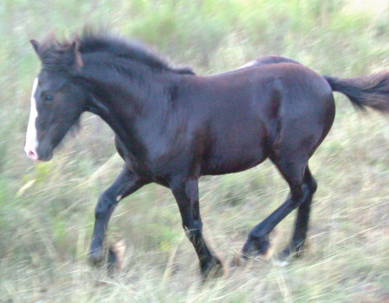 Turia nigheann Ciaràn (Crossbred) 2007-046