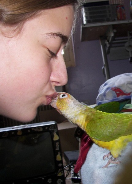 Photos de mes conures !! Copie_13