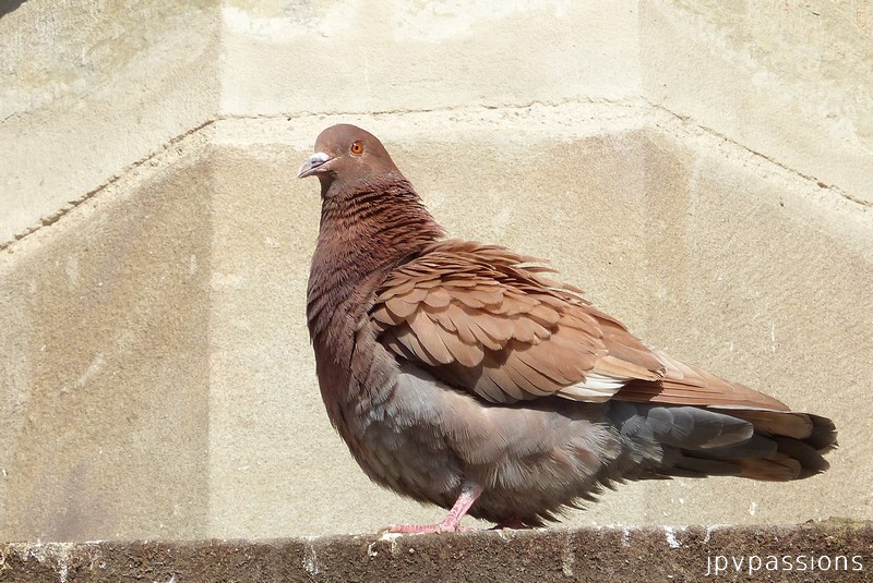 Pigeon aux marrons 011-110
