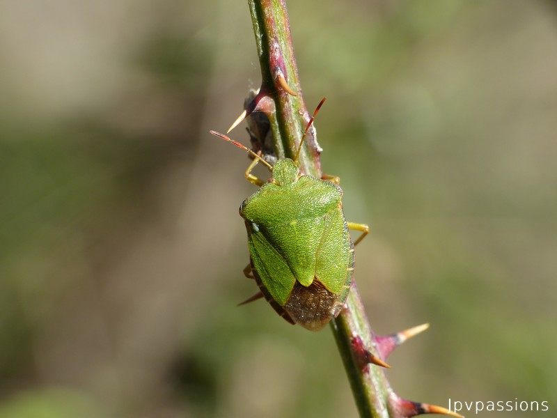 Punaise verte 037-110