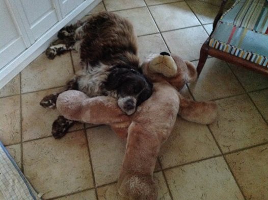 Beethoven springer male 10 ans dpt 62 - Page 6 Beetho18