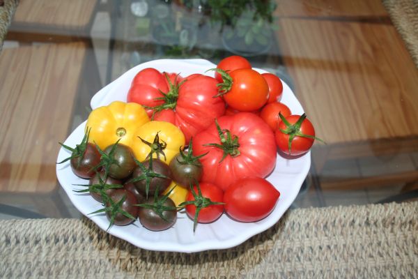 Dernière cueillette ? Tomate10