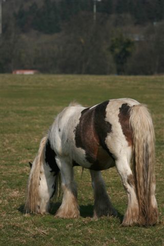 Lily dernière pouliche de l'écurie de tine Grd_p_11