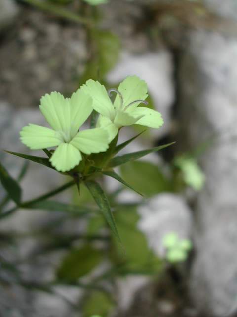 Dianthus knapii, le seul oeillet jaune Dscn7011