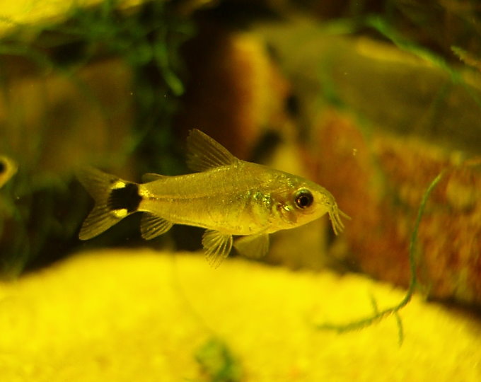 corydoras hastatus Corydo10