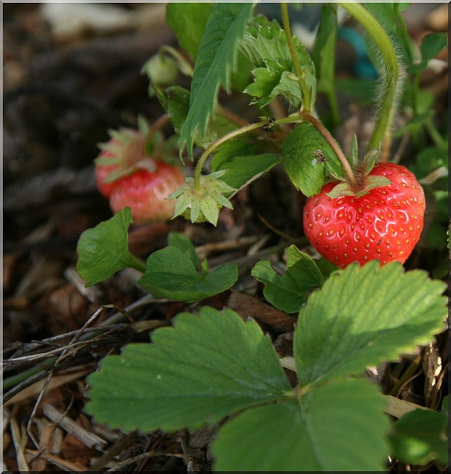 fraises Fraise10