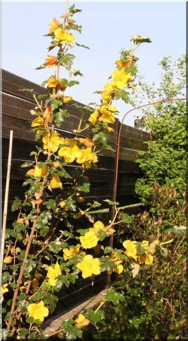 Fremontodendron californicum (decumbens) Fremon10