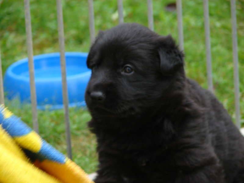 chiots berger allemand noir et noir et feu - Page 5 Dsc05810