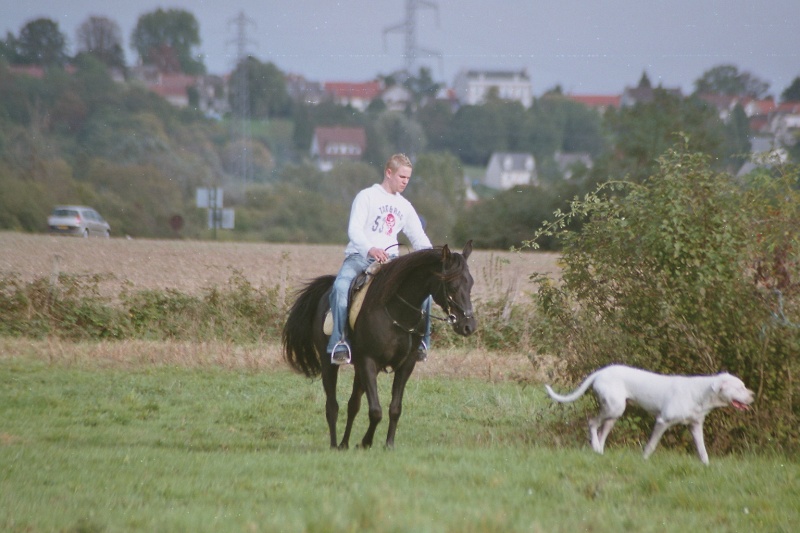 nos chevaux Imm02210