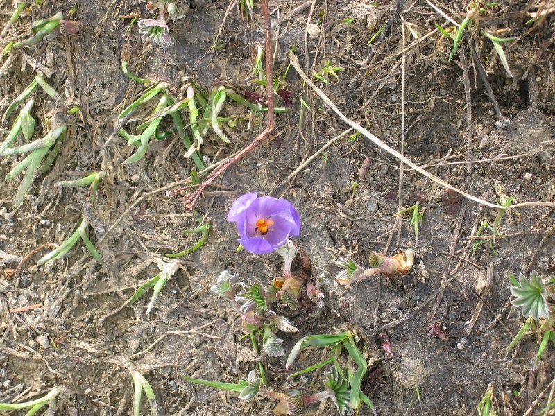 La flore en Haute Tarentaise Crocus10