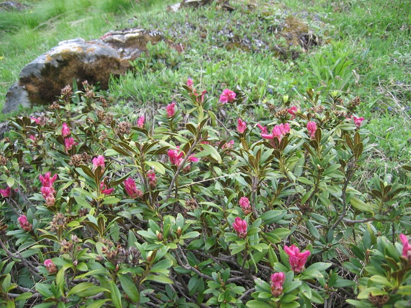 La flore en Haute Tarentaise Rhodod10