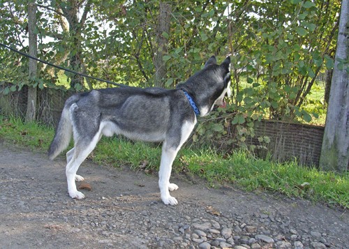 VOULK (SPARK) - Husky 2 ans - APA (63) Rimg0015