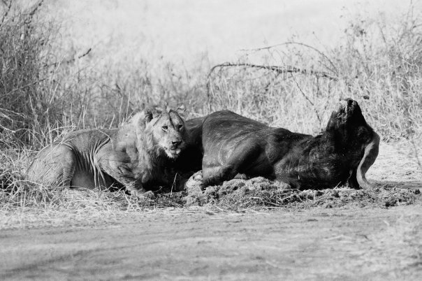 Photos d'animaux et de nature ! 19097813