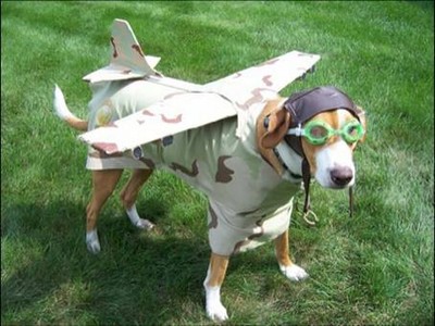 Costumes d'Halloween pour animaux Image119