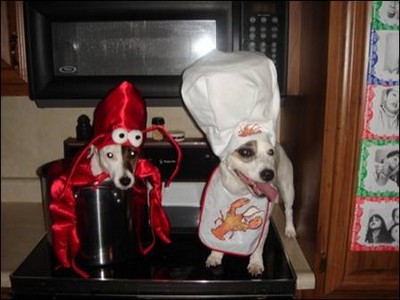 Costumes d'Halloween pour animaux Image218