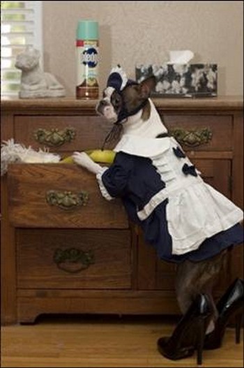 Costumes d'Halloween pour animaux Image710