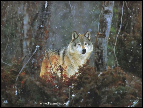 Pour ceux qui aiment les loups!!! - Page 7 Photos11