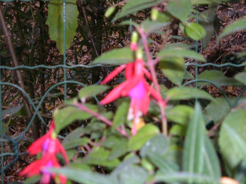 quelques fleurs du jardin avant l'hiver!! Les_fl21