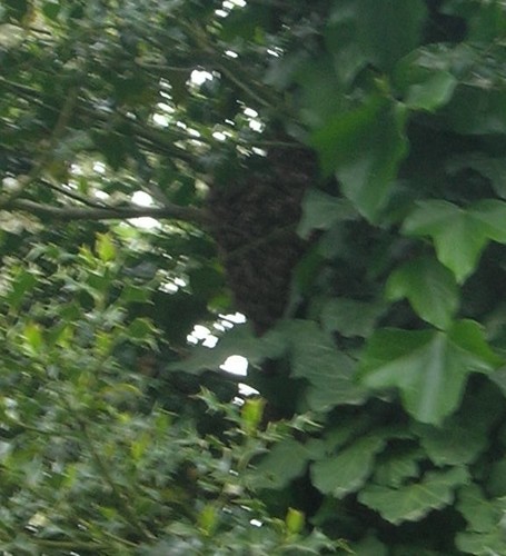 animaux - essaims d'abeilles Essaim12