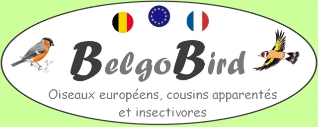 BelgoBird
