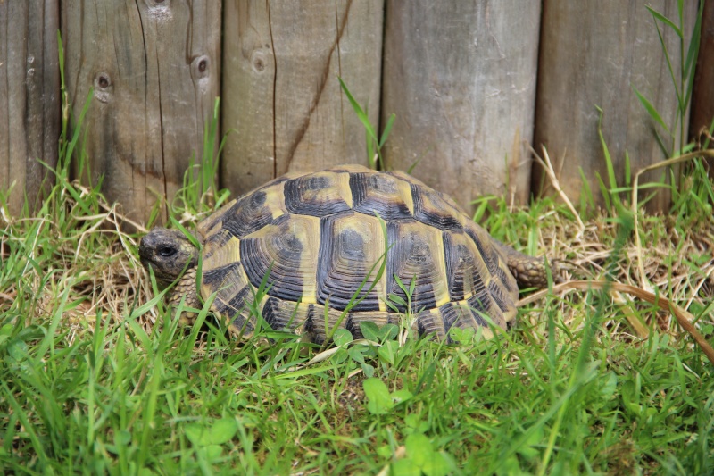 Quelques photos des tortues dans le jardin ( et peut être une surprise !! ) Img_3010