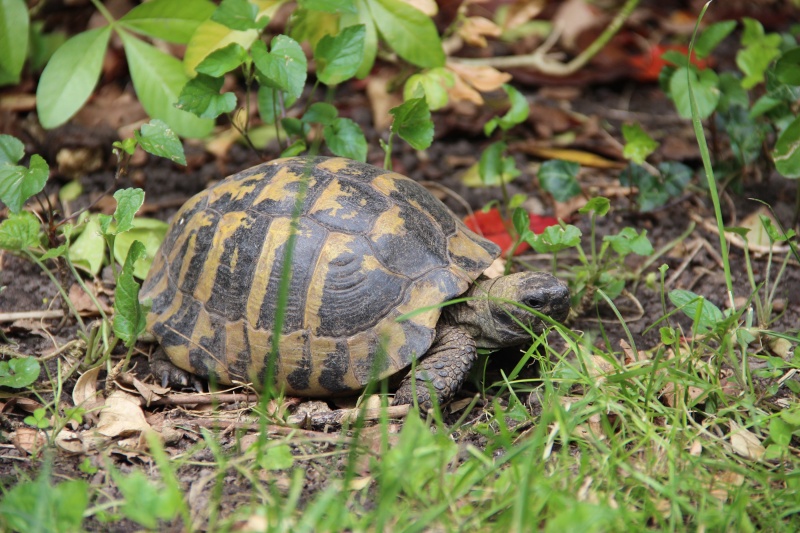 Quelques photos des tortues dans le jardin ( et peut être une surprise !! ) Img_3012