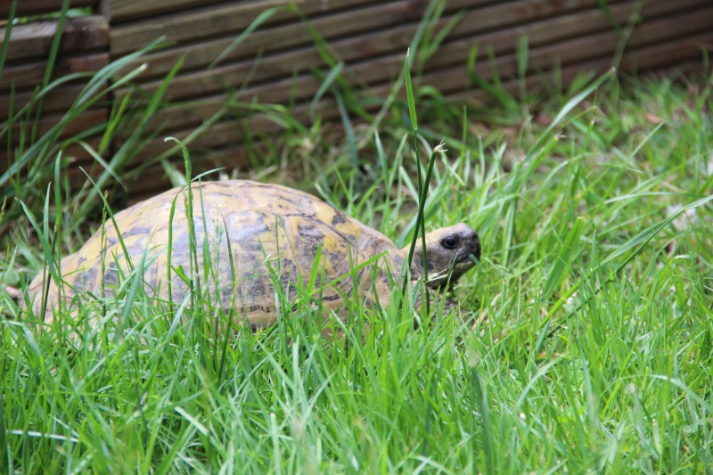 Quelques photos des tortues dans le jardin ( et peut être une surprise !! ) Img_3013