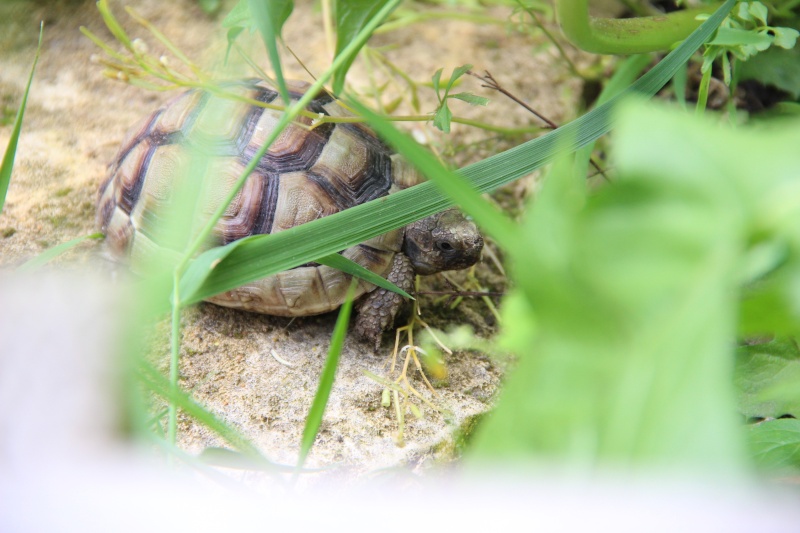 Quelques photos des tortues dans le jardin ( et peut être une surprise !! ) Img_3014