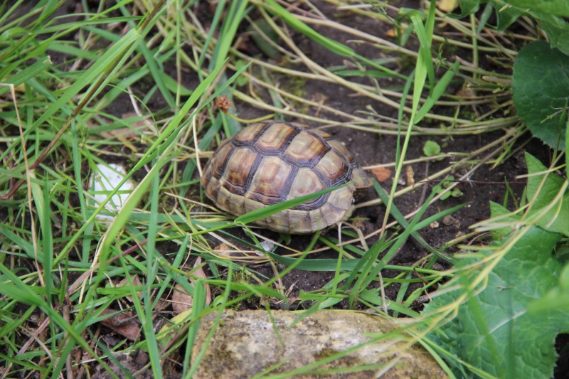 Quelques photos des tortues dans le jardin ( et peut être une surprise !! ) Img_3015