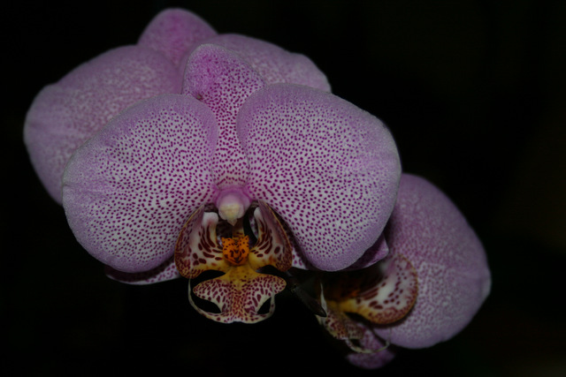 Phalaenopsis hybride pointillé Img_3812