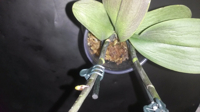 Phalaenopsis pas bien ! 30_mar10