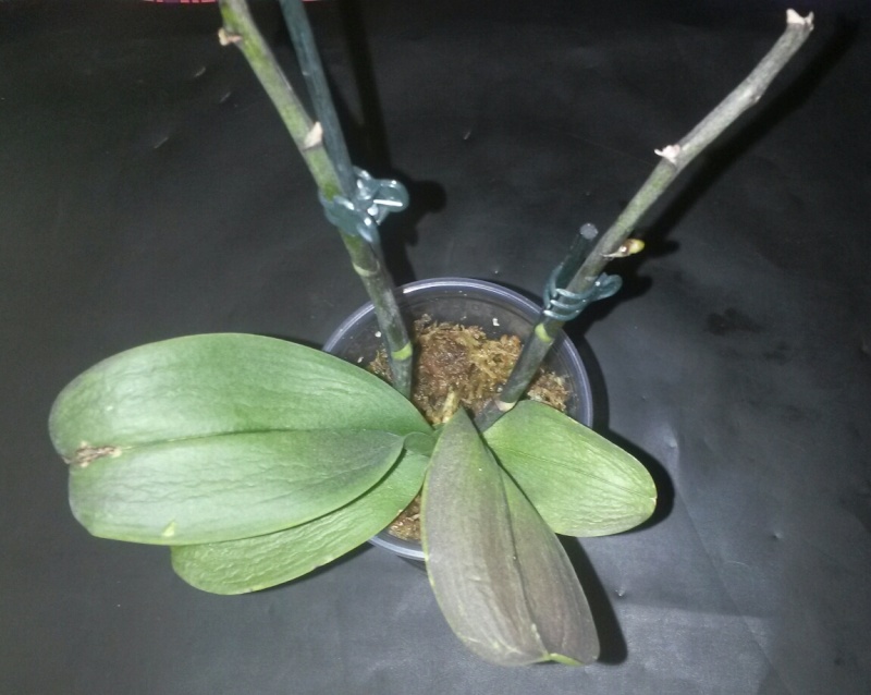 Phalaenopsis pas bien ! Orchid10