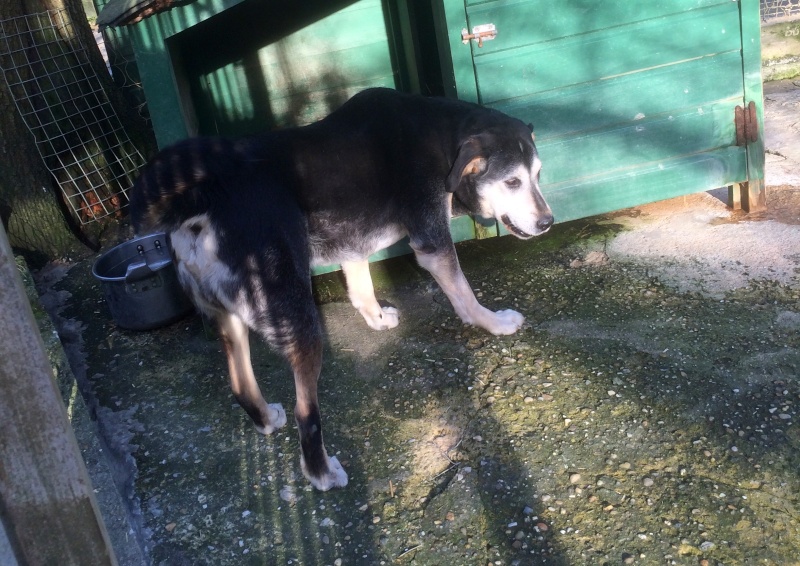 Beuck, labrador x beauceron mâle de 11 ans, (dép33) Beuk1010